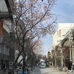 ホルト コーヒーアンドトリーツ - お店前から見たベルデモール、桜満開です！（２０１８．３．２６）