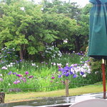 もり珈琲店 - 店内からお庭を拝見～菖蒲が見ごろです（笑）