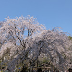 Rikugien Sakura Chaya - 見頃のしだれ桜の上層部