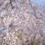 Rikugien Sakura Chaya - 見頃のしだれ桜