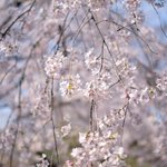 六義園 さくら茶屋 - 見頃のしだれ桜