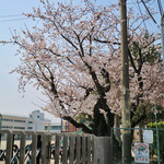 Yoshimuraya - お店の近くの小学校に桜が咲いていました