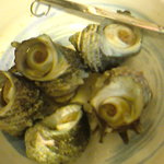 紋乃丞 - 2011.6 姫さざえ