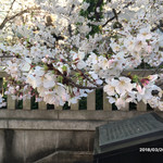 上方御堂 - 御霊神社の桜