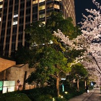 XEX ATAGO GREEN HILLS / Salvatore Cuomo Bros. - 夜桜満開の時期に！