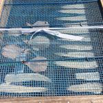 松月 - 干物です。本日のメニューに無かったのは何故？