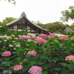 モン・ラパン - 本土寺紫陽花