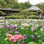 モン・ラパン - 本土寺菖蒲