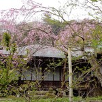 お料理 とみやま - 瑞泉寺の冬桜　水戸黄門様が植えられた