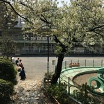 タケウチ - 錦華公園の大島桜
