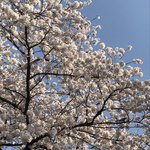 はらまさ - 新宿御苑の桜