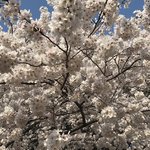 はらまさ - 新宿御苑の桜