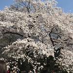 はらまさ - 新宿御苑の桜