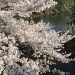 はらまさ - 新宿御苑の桜