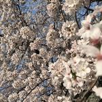 はらまさ - 新宿御苑の桜
