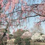 はらまさ - 新宿御苑の桜