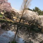 はらまさ - 新宿御苑の桜