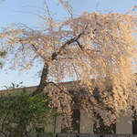 Gougouichi Hourai - しだれ桜はもう散り始め