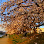 551蓬莱 - 高野川沿いの桜