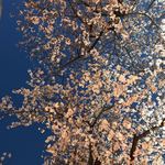 Nakameguro Hitsuji - 夜の目黒川の桜