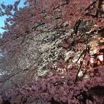 Nakameguro Hitsuji - 夕暮れの目黒川の桜