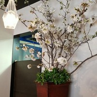 D'ORO HATSUDAI - 店内にはさくら