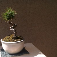 祇園 さゝ木 - 
