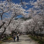 廣久葛本舗 - 杉の馬場の桜