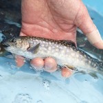 BISTRO SABLIER - ”活”岩魚～比良山系と安曇川の豊富な地下水で育った岩魚～