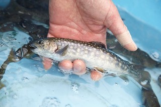 BISTRO SABLIER - ”活”岩魚～比良山系と安曇川の豊富な地下水で育った岩魚～