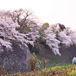 Sousaku Kushiage Tsuda - 桜満開でした