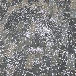 AMOUR - 散った桜の花びら