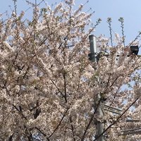 AMOUR - 明治通りの桜、かなり散っています