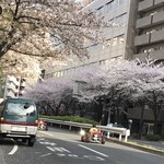 AMOUR - 明治通りの桜と マリオカート^_^