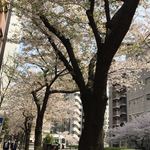 AMOUR - 明治通りの桜