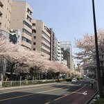 AMOUR - 明治通りの桜