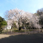 六義園 心泉亭 - 快晴で満開の美しいしだれ桜