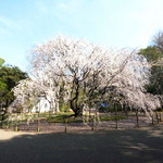 六義園 心泉亭 - 快晴で満開の美しいしだれ桜