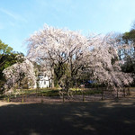 六義園 心泉亭 - 快晴で満開の美しいしだれ桜