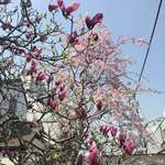 八ツ目や にしむら - 