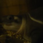 菜酒家FU-KU - トイレの中にて（スッポン！）