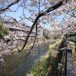和食かっぽれ - ちょうど 桜満開❣️    桜並木を お散歩しました