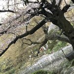 ベースキューカフェ by ロイヤルガーデンカフェ - かなり桜の散った日比谷公園