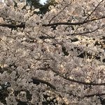 ベースキューカフェ by ロイヤルガーデンカフェ - 日比谷公園の桜