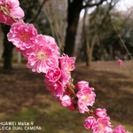 The Noodles & Saloon Kiriya - 