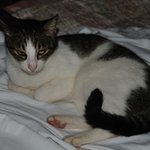 民宿 海山木 - 部屋についてくる猫