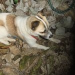 民宿 海山木 - 犬もきます