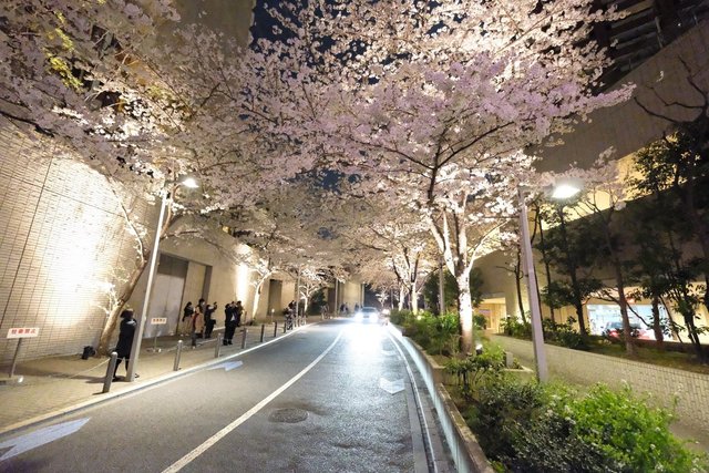 満開の六本木さくら坂の美しいライトアップ グリーンカレー 1035円 By コネリー ヒルズカフェ スペース Hills Cafe Space 六本木 カフェ 食べログ