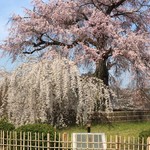 スターバックスコーヒー - こちらに向かう途中寄り道した円山公園の桜