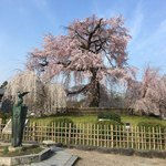 スターバックスコーヒー - こちらに向かう途中に寄った円山公園の桜